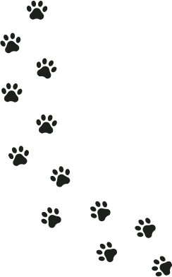cattery_rugby