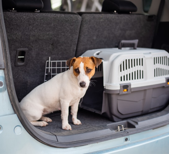 dog_boarding-coventry