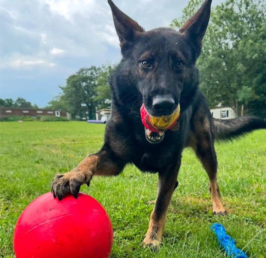 dog_day-care-coventry