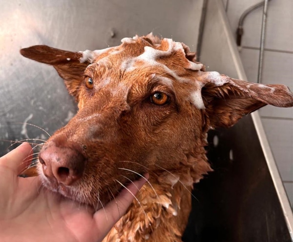 dog_grooming-rugby