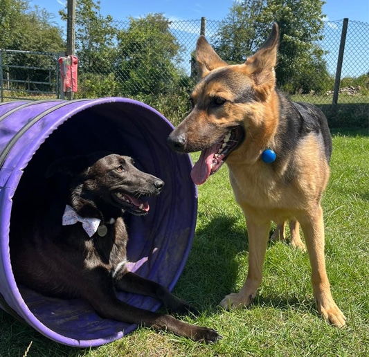 doggy-day-care_rugby