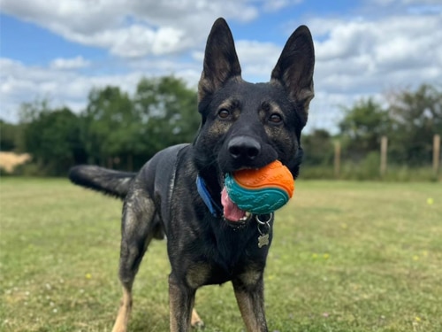 Doggy Day Care Rugby