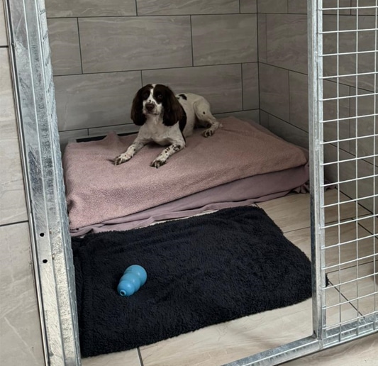 Dog Kennels in Rugby
