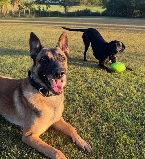 dog-kennels_daventry Dog Kennels Daventry