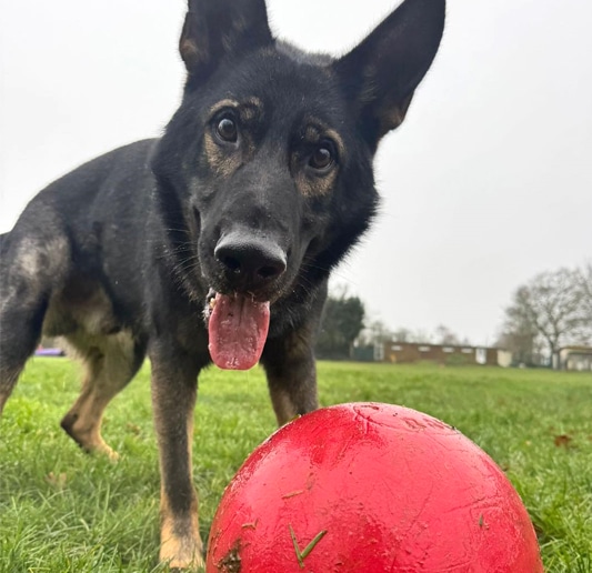 dog-kennels-southam Dog Kennels Southam