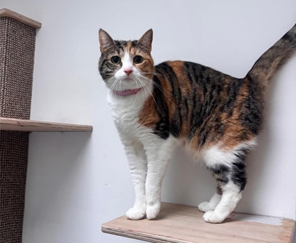 cattery-in_coventry