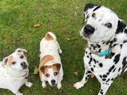 dog-kennels-daventry Dog Kennels Daventry