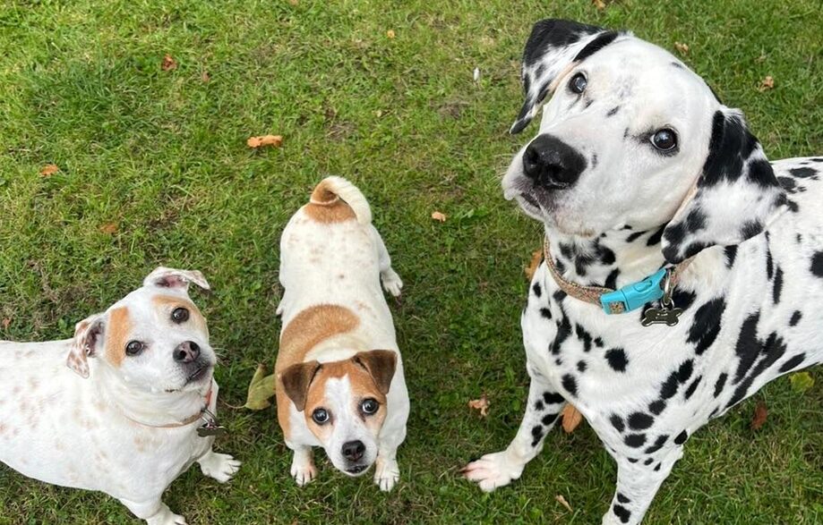 dog-kennels-daventry Dog Kennels Daventry