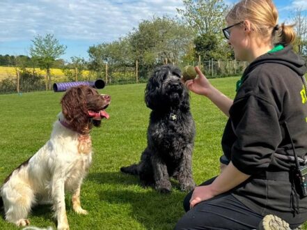 dog-kennels_warwick